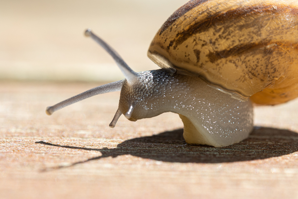 Image of an snail