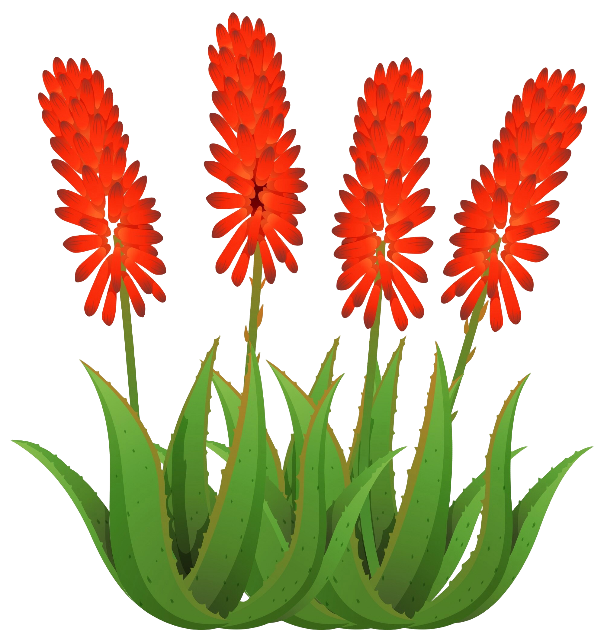 Image of an Aloe vera flower.